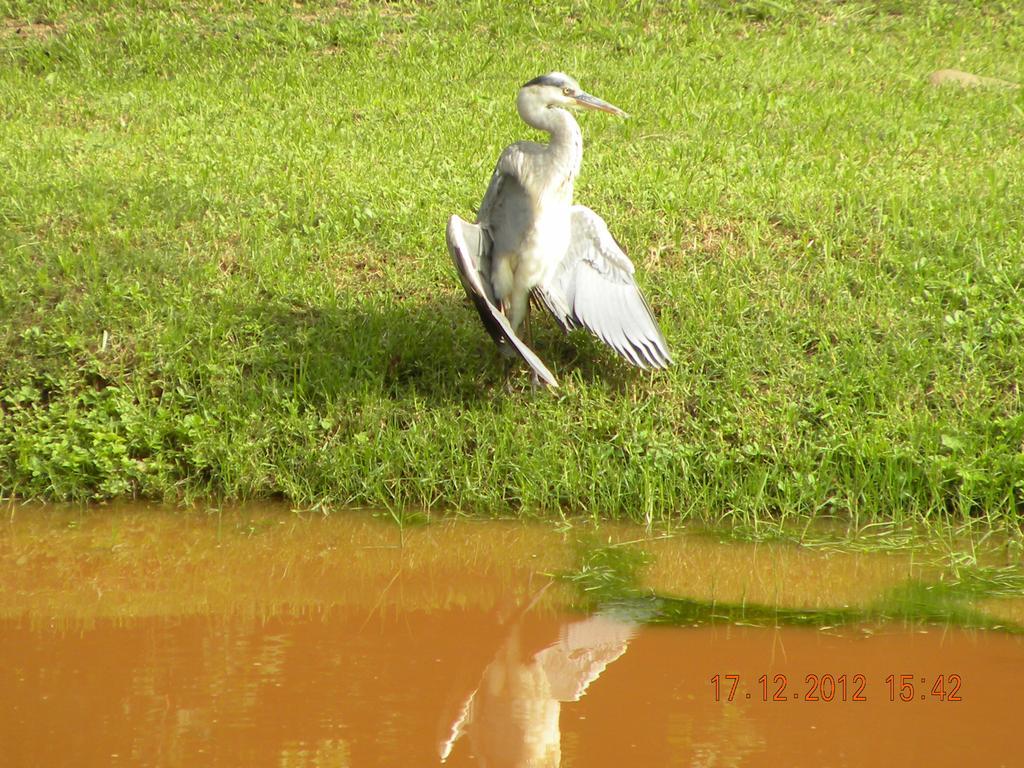 Bush Baby Glen Villa Hazyview Dış mekan fotoğraf